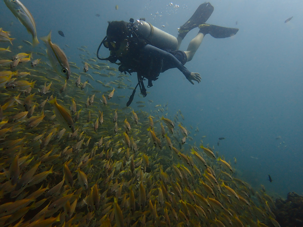 Diving Phi Phi