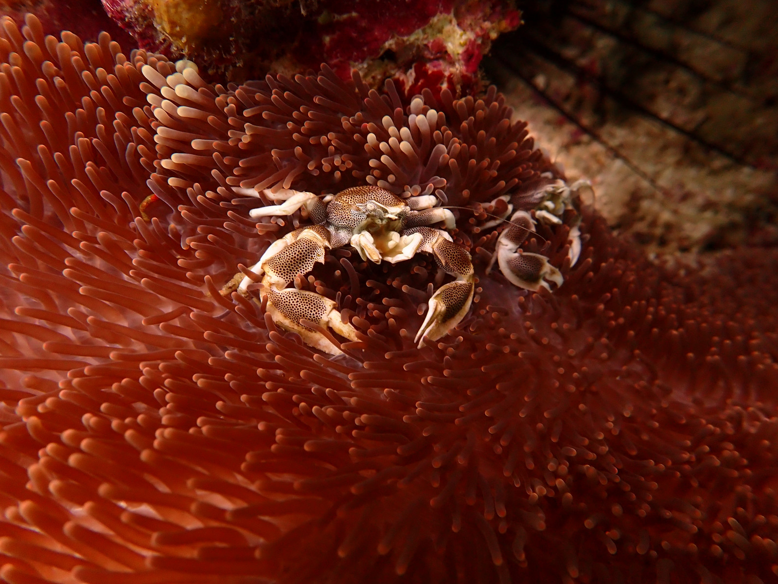 Anémon Crab