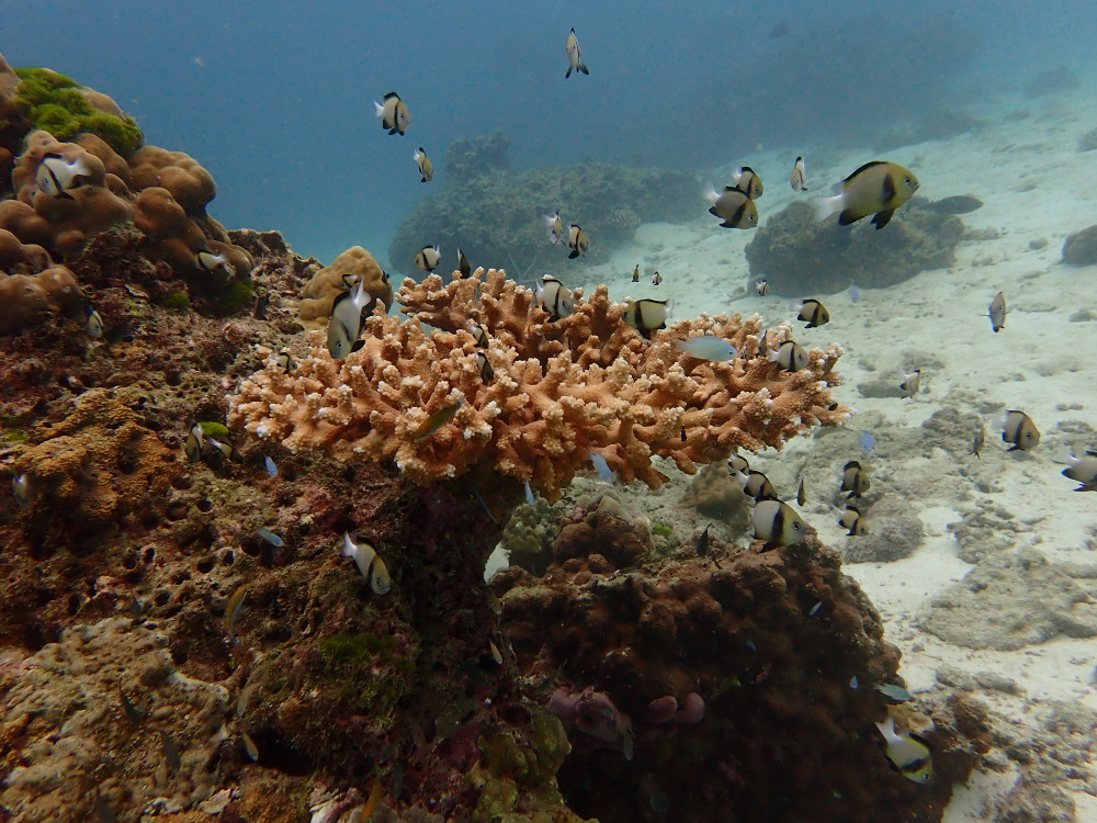 Day trip: Racha Yai, coral