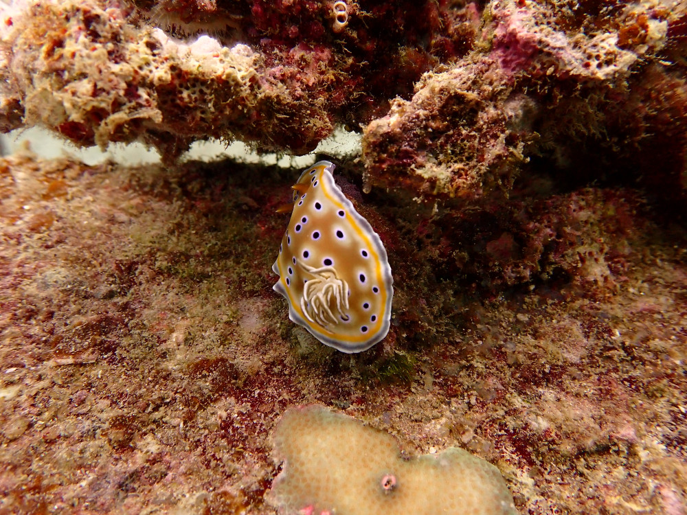 Nudibranch